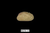 藏品(紫斑船蛤)的圖片